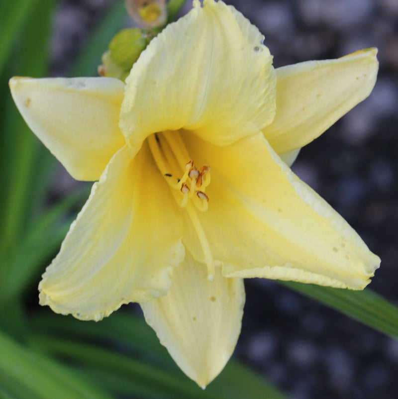 Hemerocallis 'Fragrant Returns' (yellow)