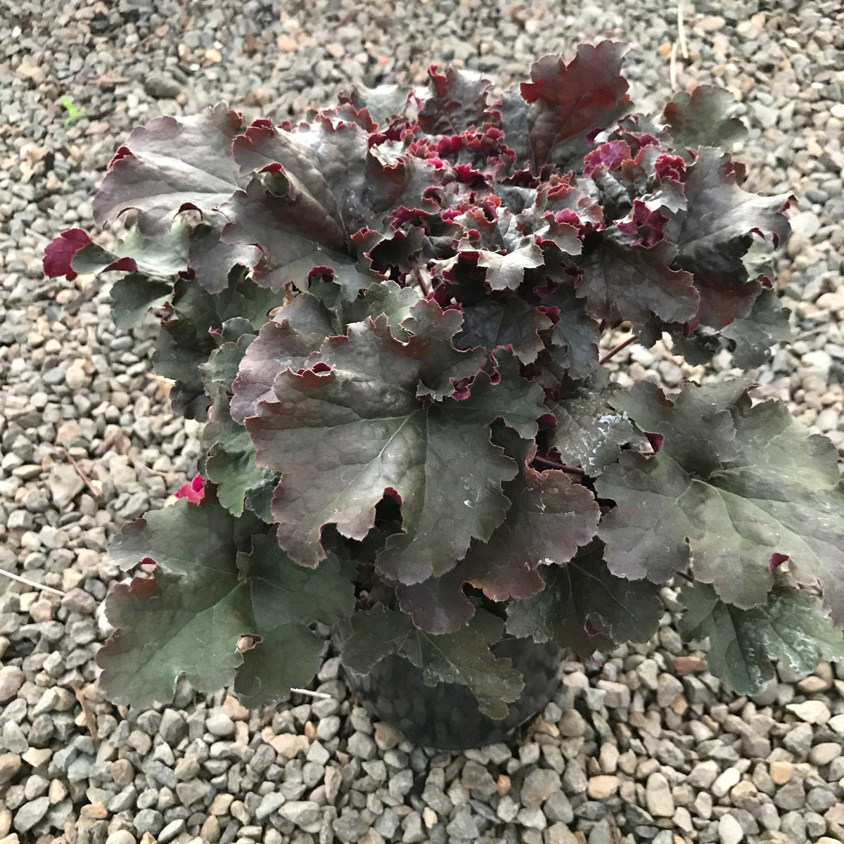 Heuchera 'Dark Storm'