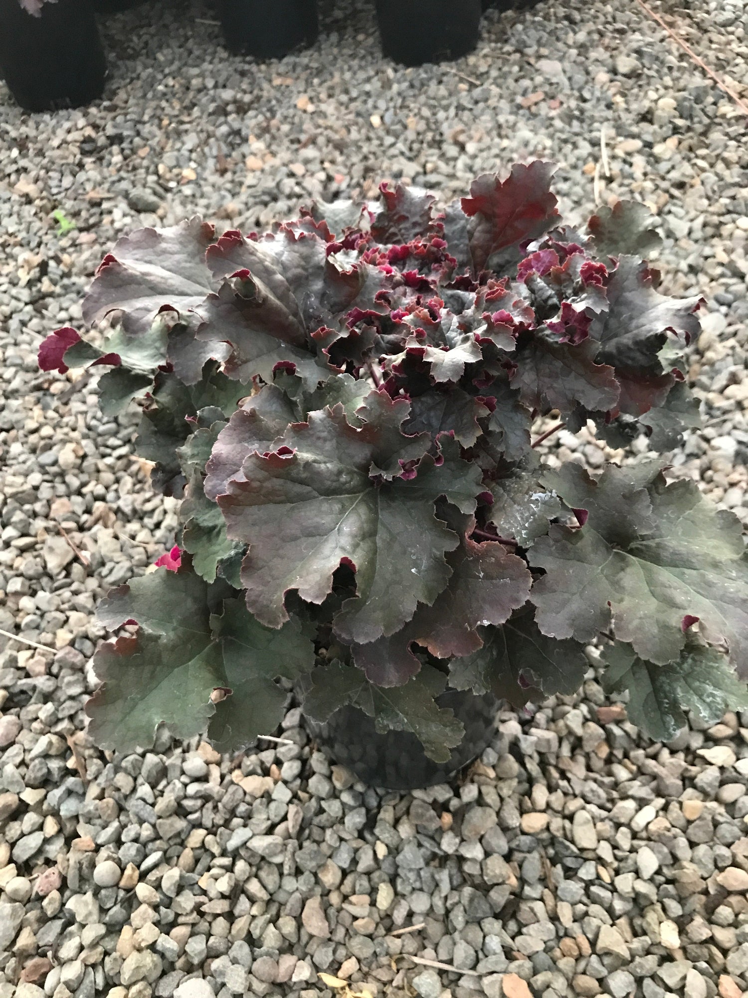 Heuchera 'Dark Storm'