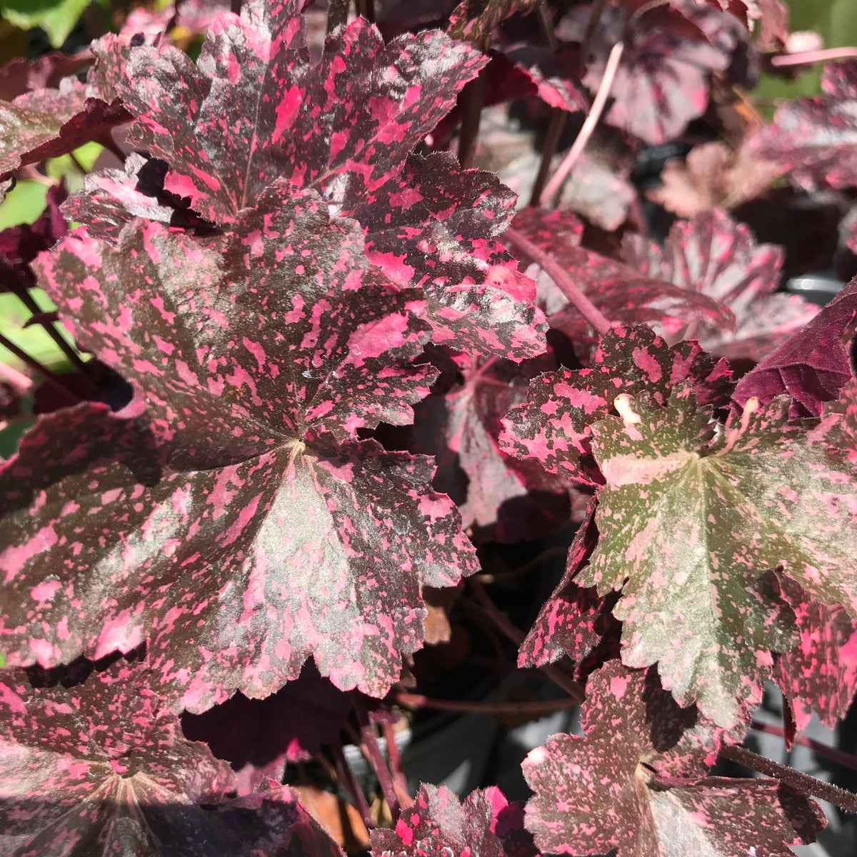 Heuchera x 'Midnight Rose' PP18551