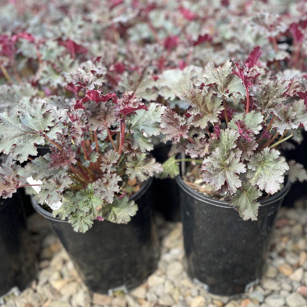 Heuchera 'Purple Petticoats'