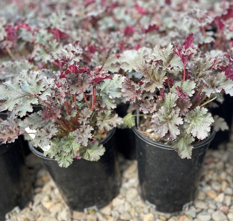 Heuchera 'Purple Petticoats'