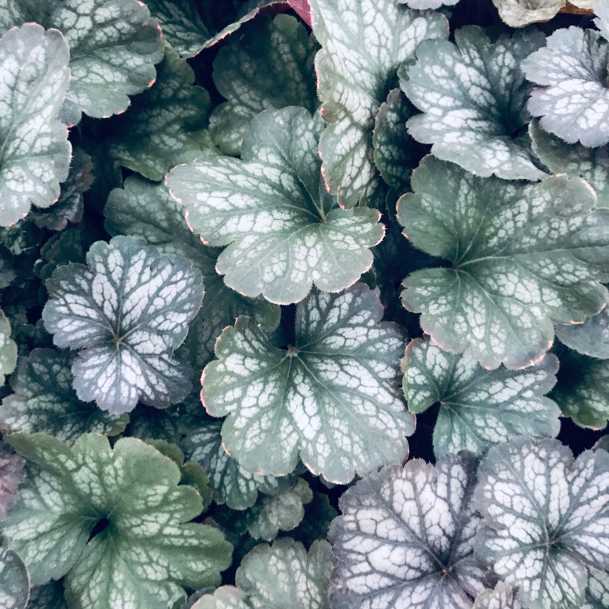Heuchera 'Saturn'