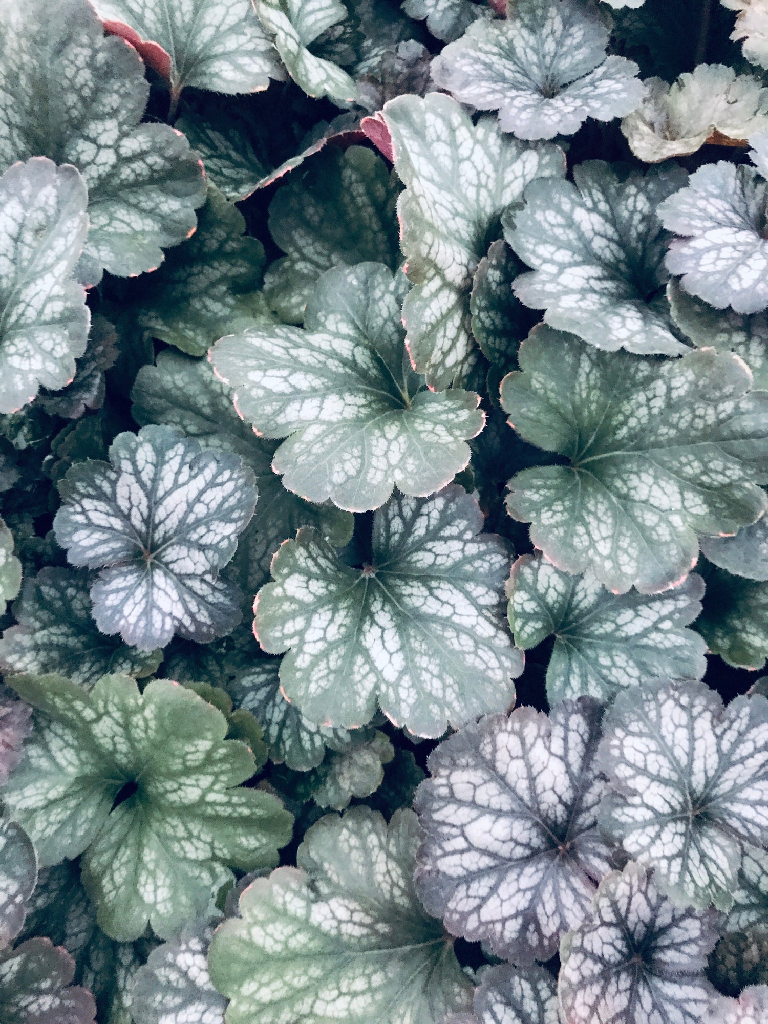 Heuchera 'Saturn'