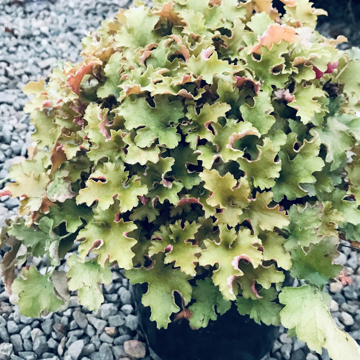 Heuchera 'September Morn'