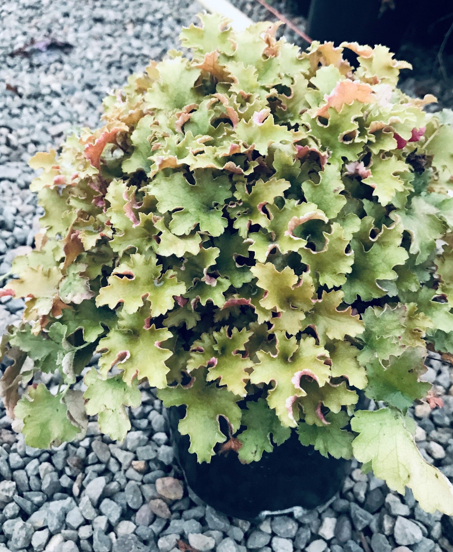 Heuchera 'September Morn'