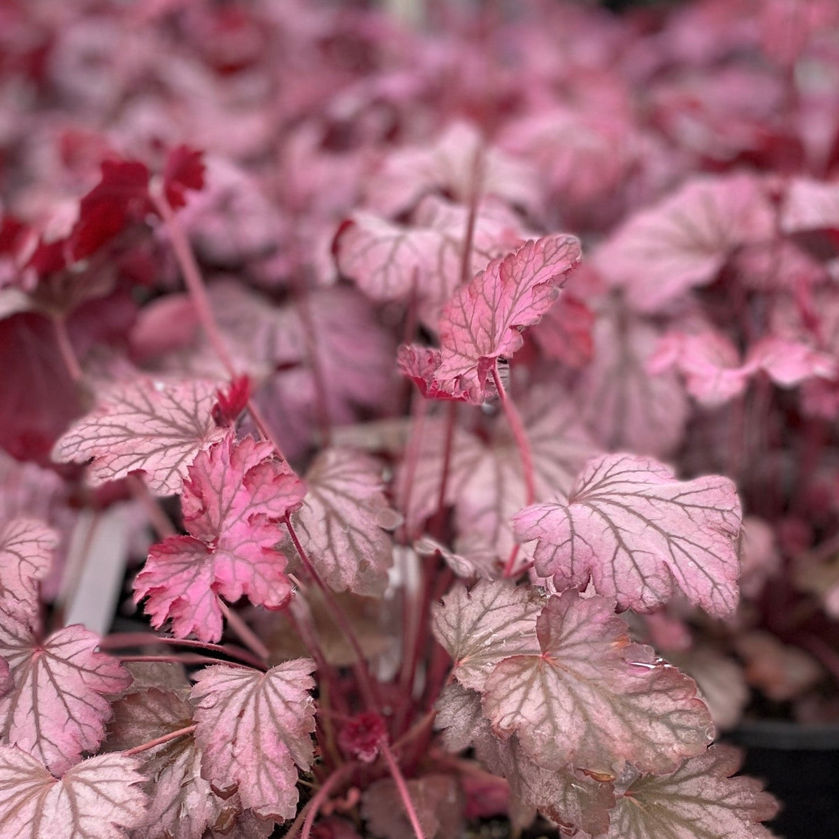 Heuchera x 'Carnival Rose Granita'