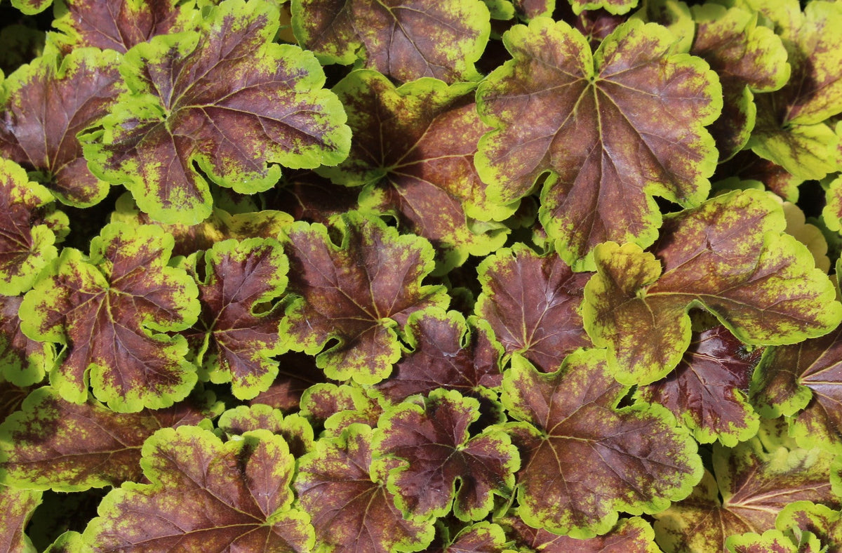 Heucherella 'Solar Eclipse' PPAF