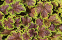 Sticky Image