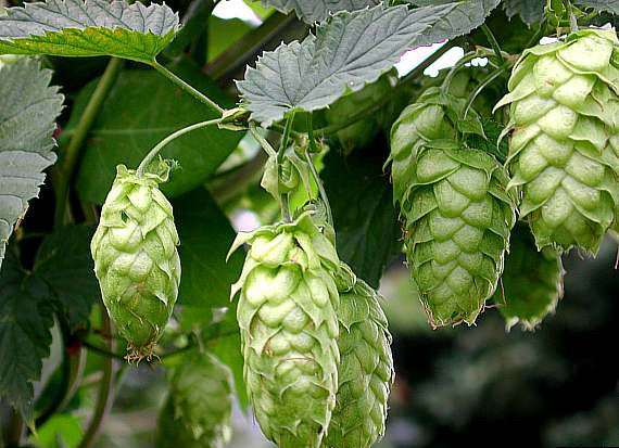 VINE Hops 'Cascade'
