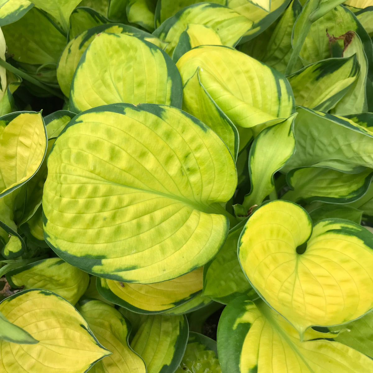 Hosta 'Rainforest Sunrise'