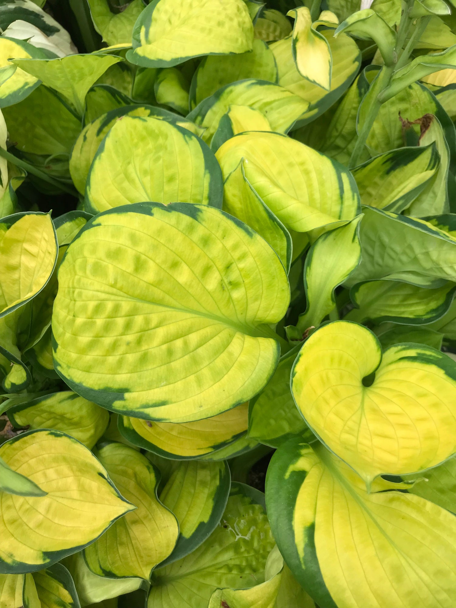 Hosta 'Rainforest Sunrise'
