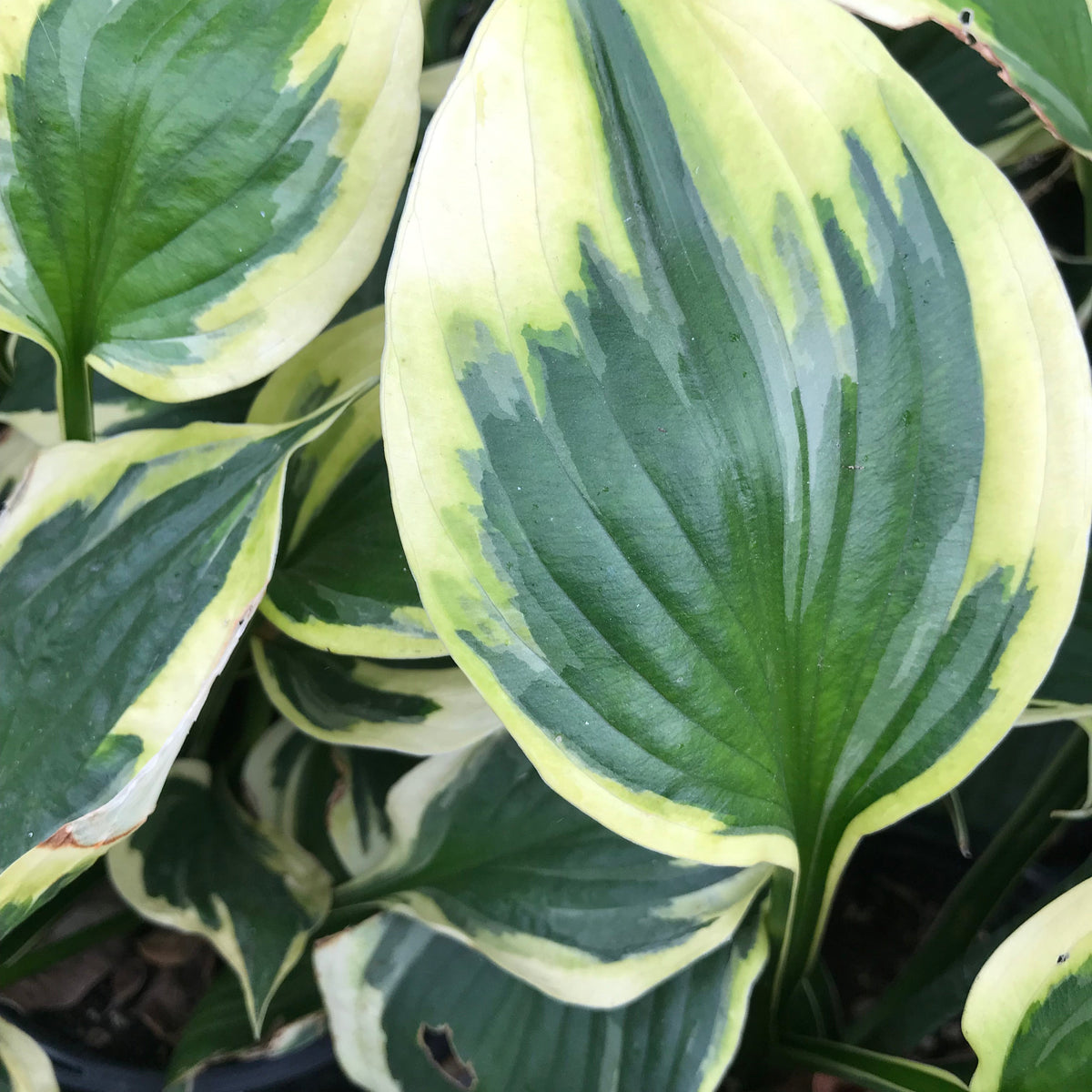 Hosta 'Twilight'
