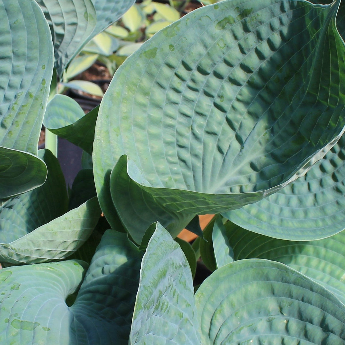 Hosta 'Abiqua Drinking Gourd'