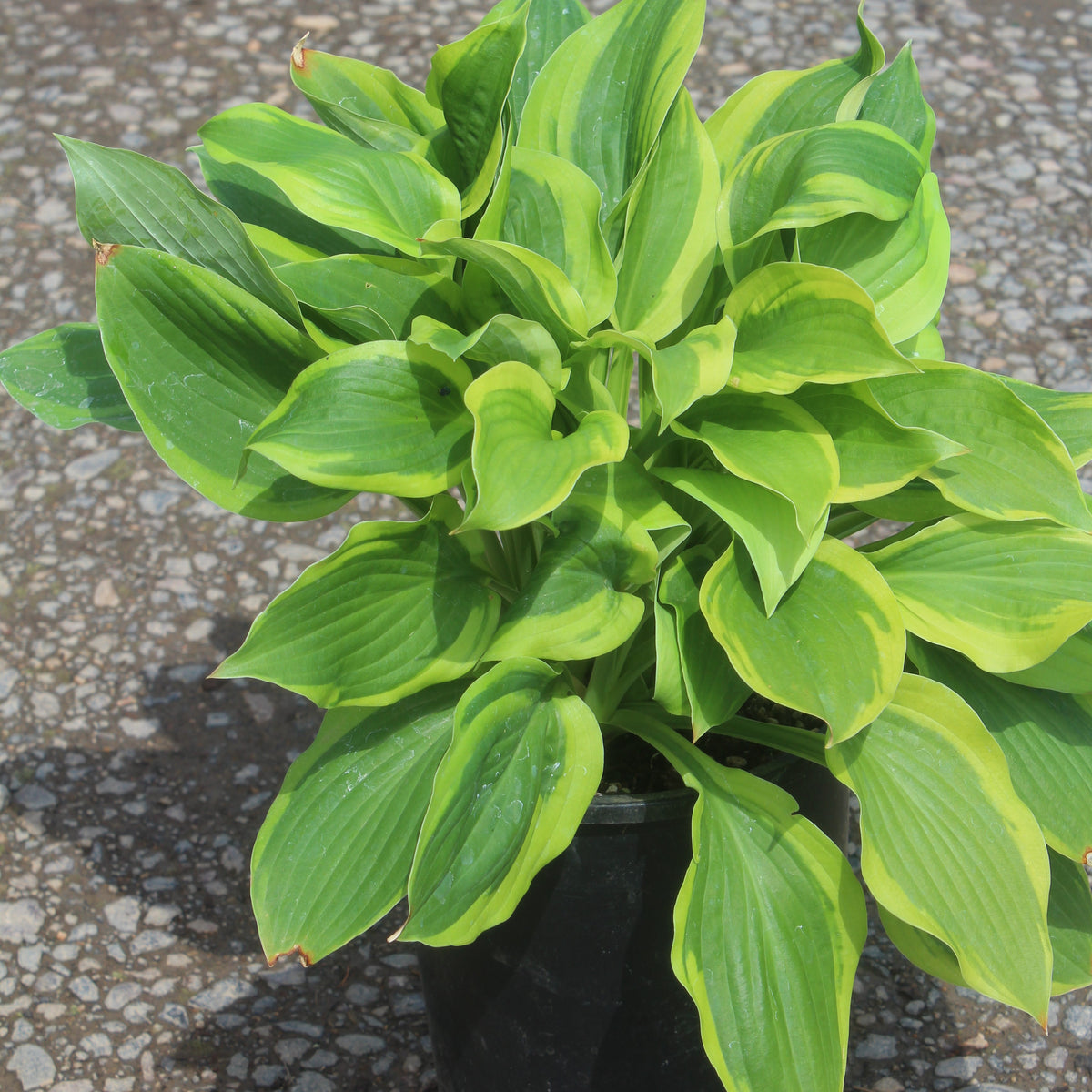 Hosta 'Velvet Moon'