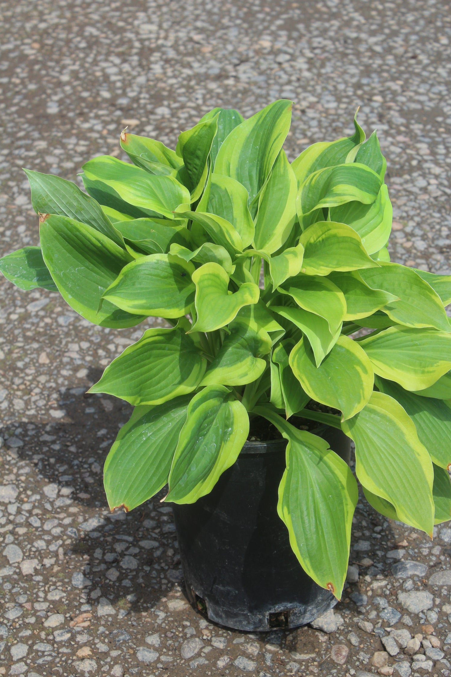 Hosta 'Velvet Moon'