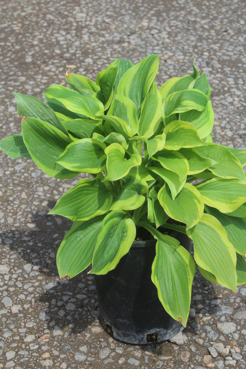 Hosta 'Velvet Moon'