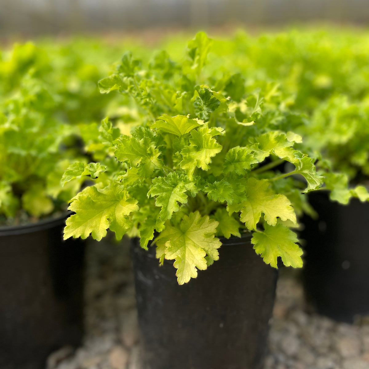 Heuchera 'Winter Joy'