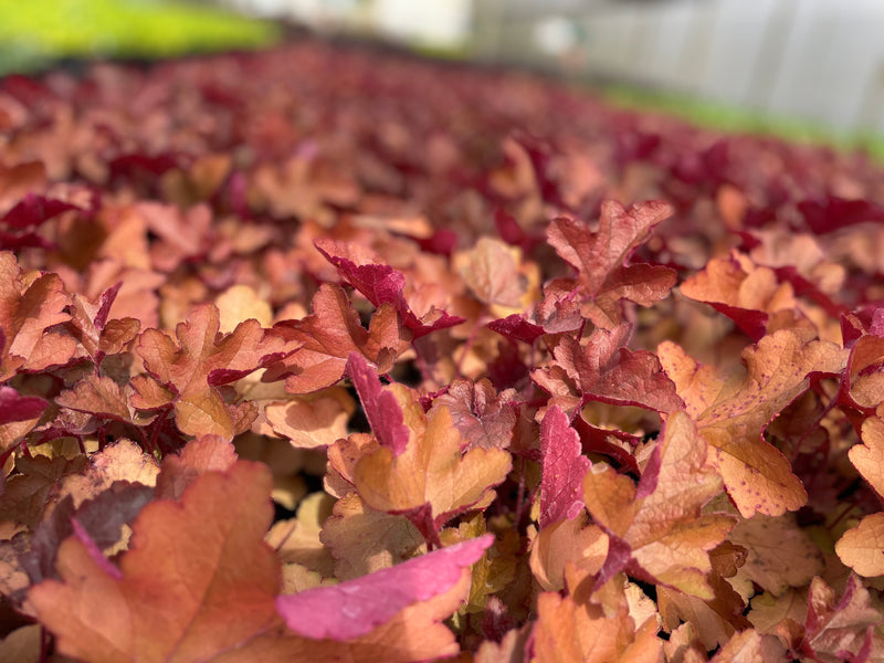 Heuchera 'Sunrise'