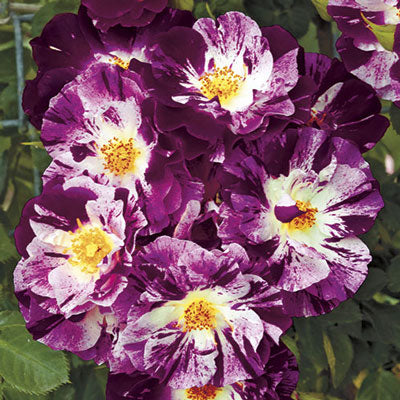 Rosa climb. 'Purple Splash' ™PPAF (purple/white)