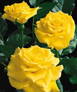 Rosa flor. 'Sunsprite' (yellow)