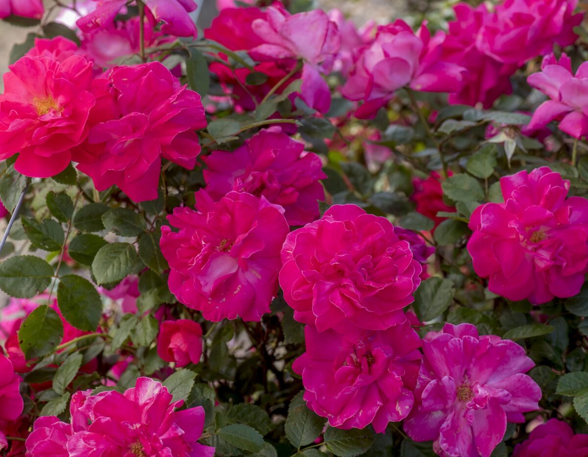 Rosa climb. HIGHWIRE FLYER™ PPAF (pink)