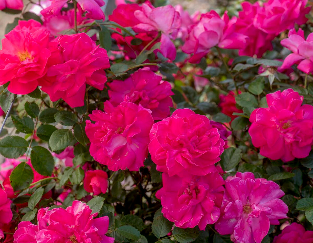 Rosa climb. HIGHWIRE FLYER™ PPAF (pink)