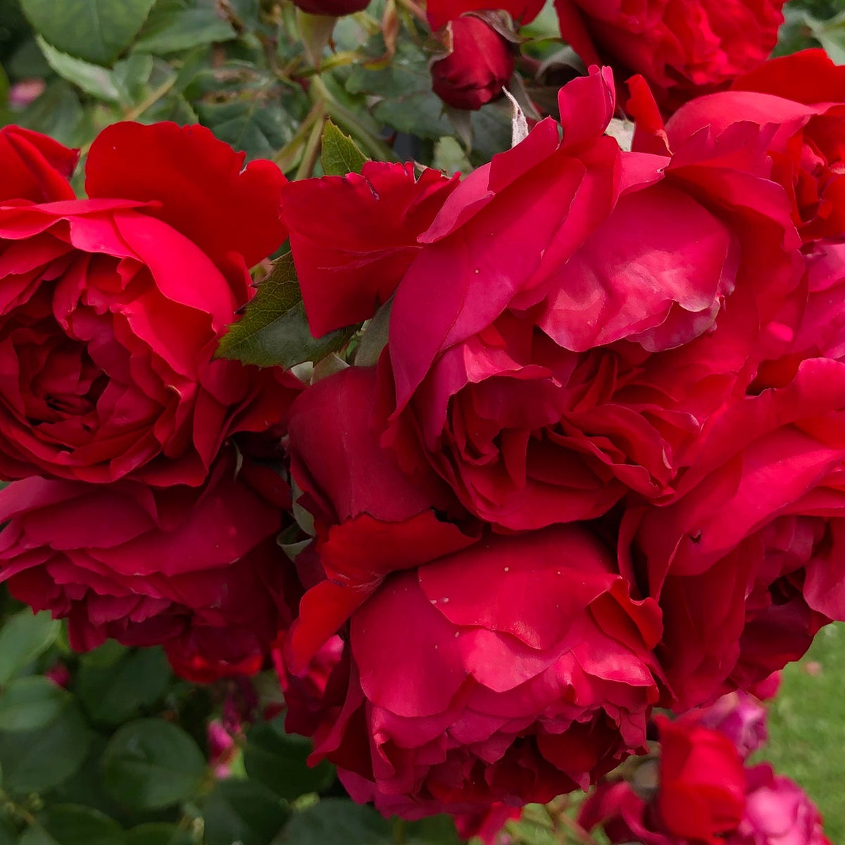 Rosa climb. 'Florentina' ™ Arborose® PP24196 (red)