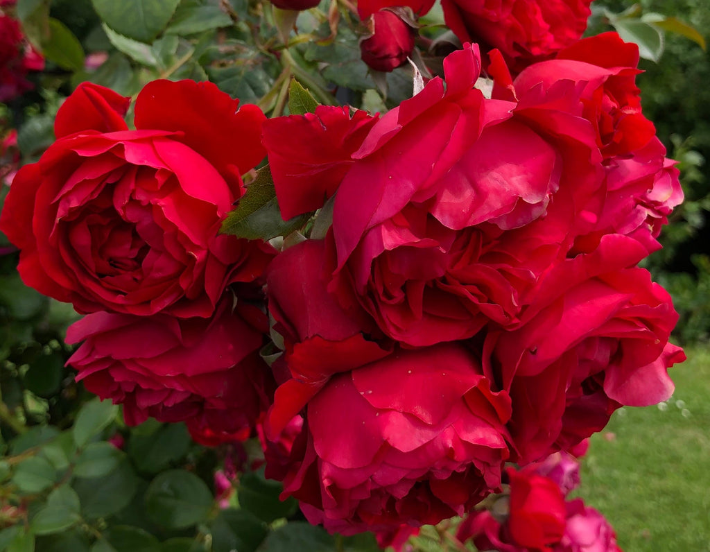 Rosa climb. 'Florentina' ™ Arborose® PP24196 (red)
