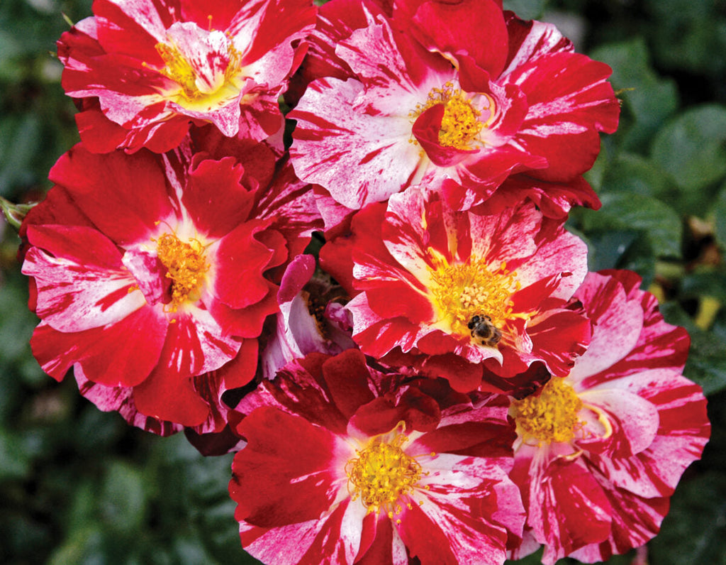 Rosa climb. 'Fourth Of July' ™ PP11518 (red/white)