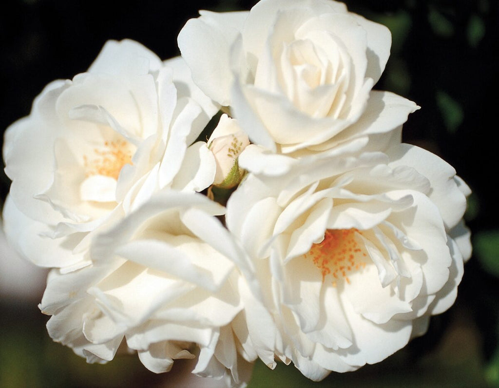 Rosa climb. 'Iceberg' (white)