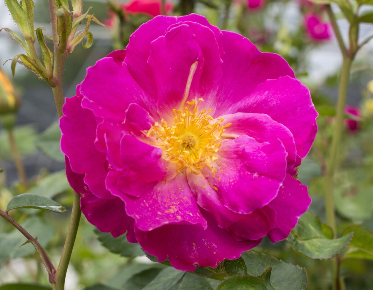 Rosa flor. Shining Moment™ PP28993 (pink)