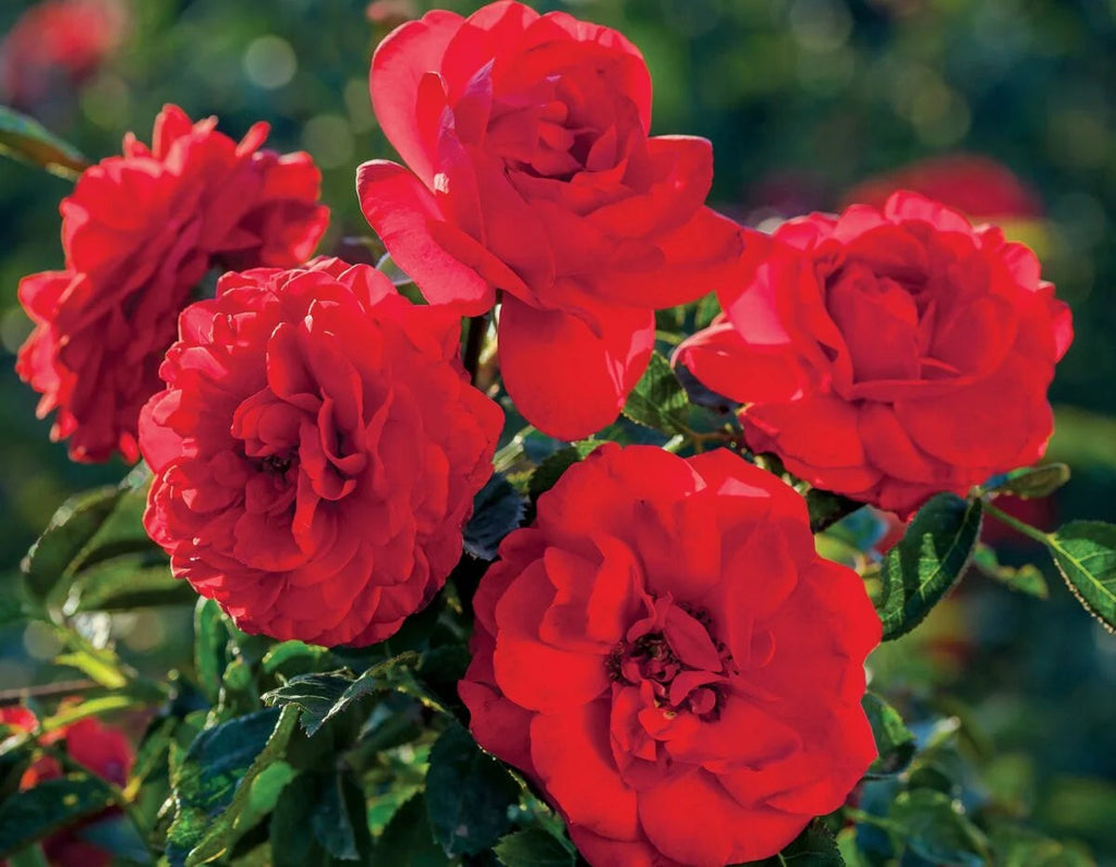 Rosa flor. Canyon Road™ PP28541 (red)