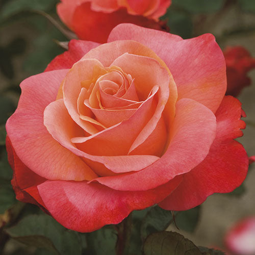 Rosa flor. 'Colorific' ™ PP23174 (salmon)
