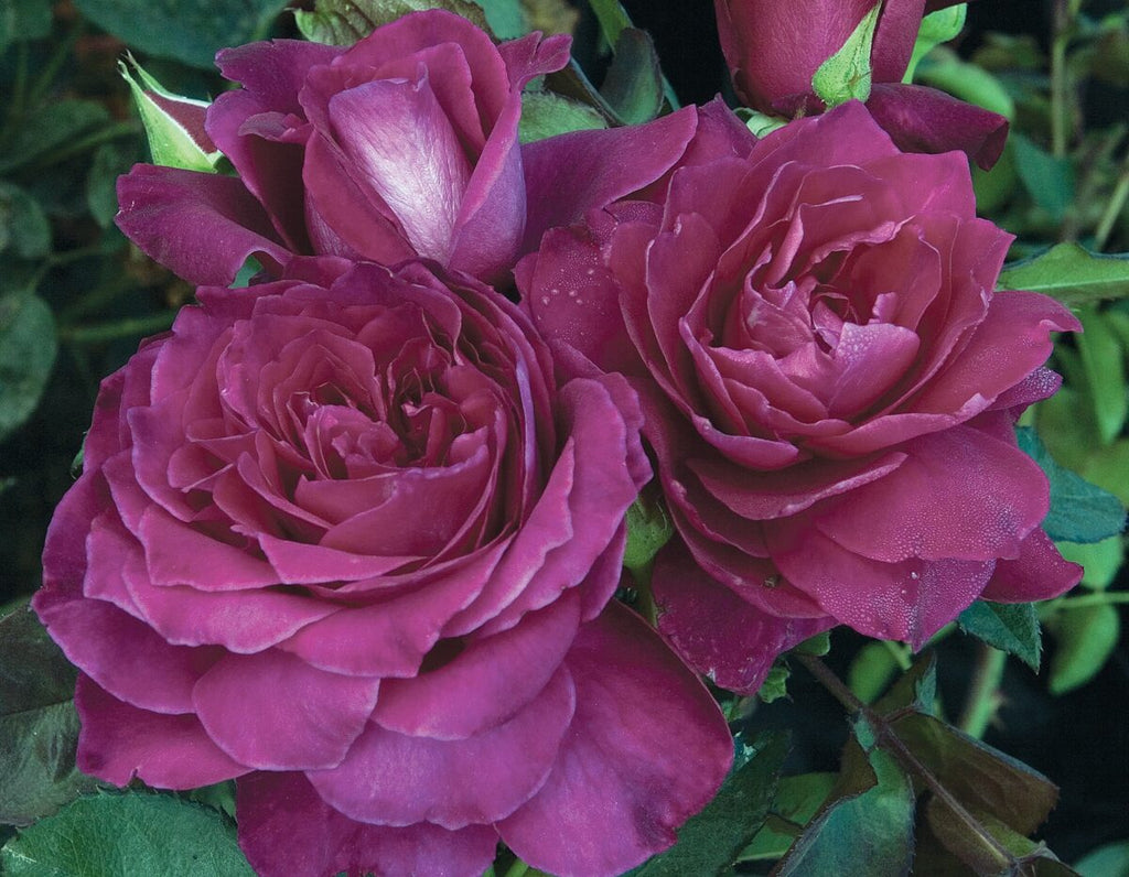 Rosa flor. 'Intrigue' (purple)