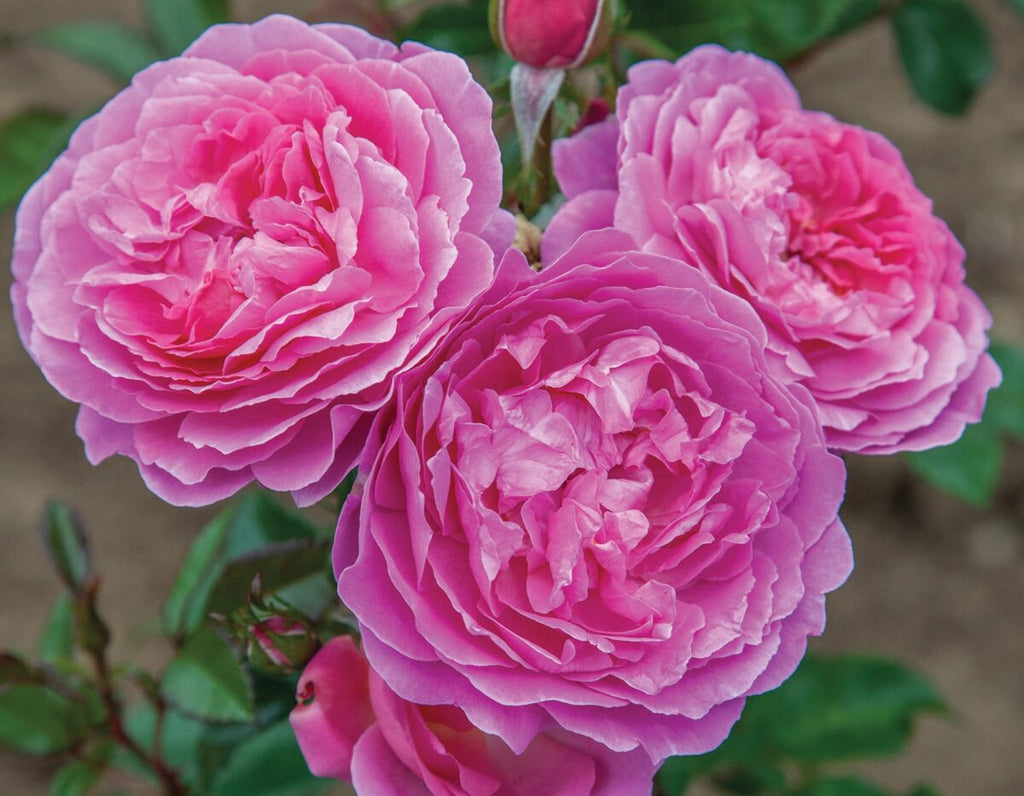 Rosa flor. 'Orchid Romance' ™ (pink)