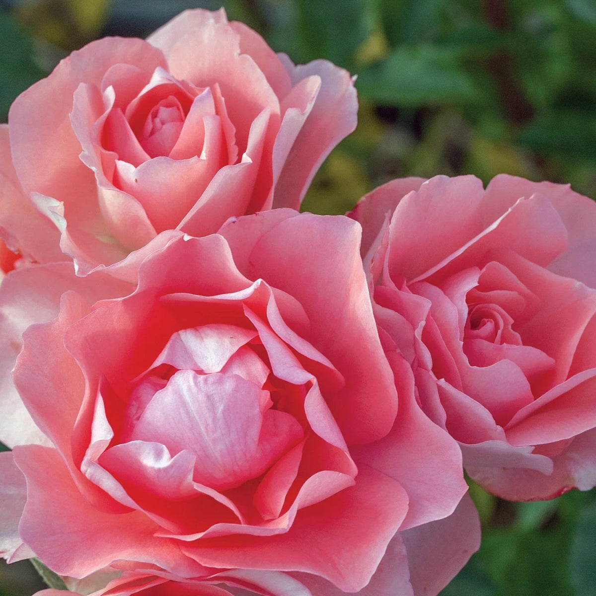 Rosa flor. 'Passionate Kisses' ™ (pink)