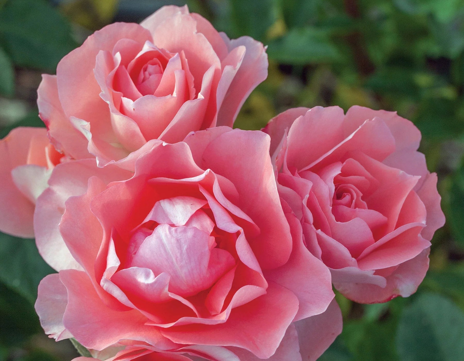 Rosa flor. 'Passionate Kisses' ™ (pink)