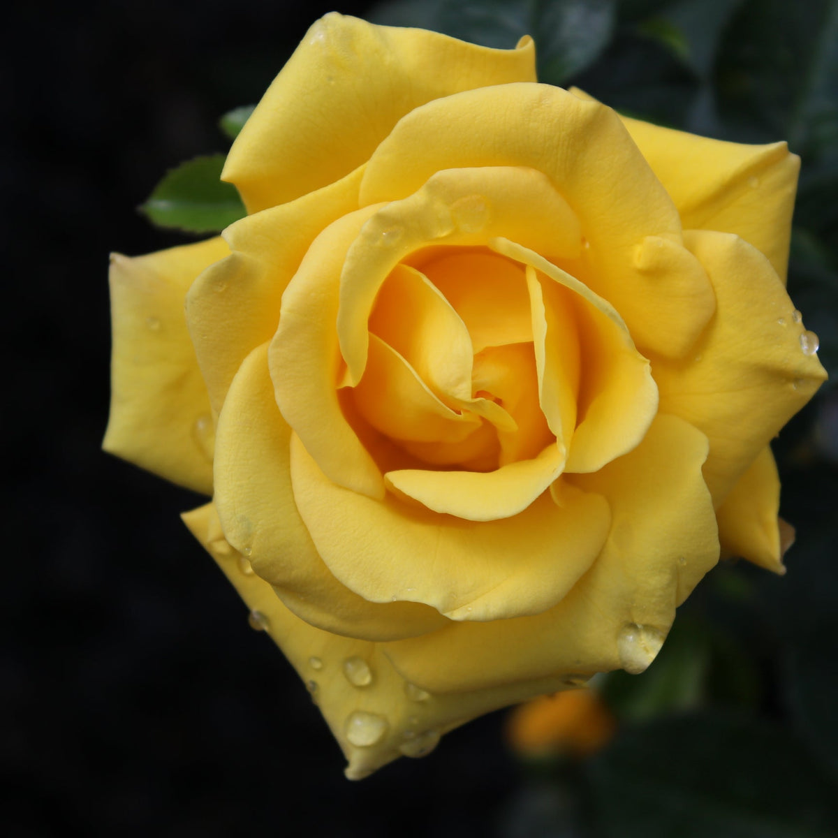 Rosa flor. 'Shockwave' ™ PP21531 (yellow)