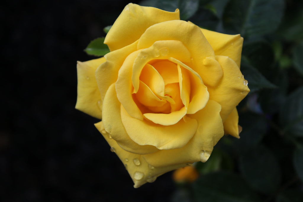 Rosa flor. 'Shockwave' ™ PP21531 (yellow)