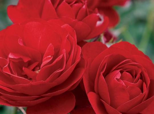 Rosa flor. 'Showbiz' (red)