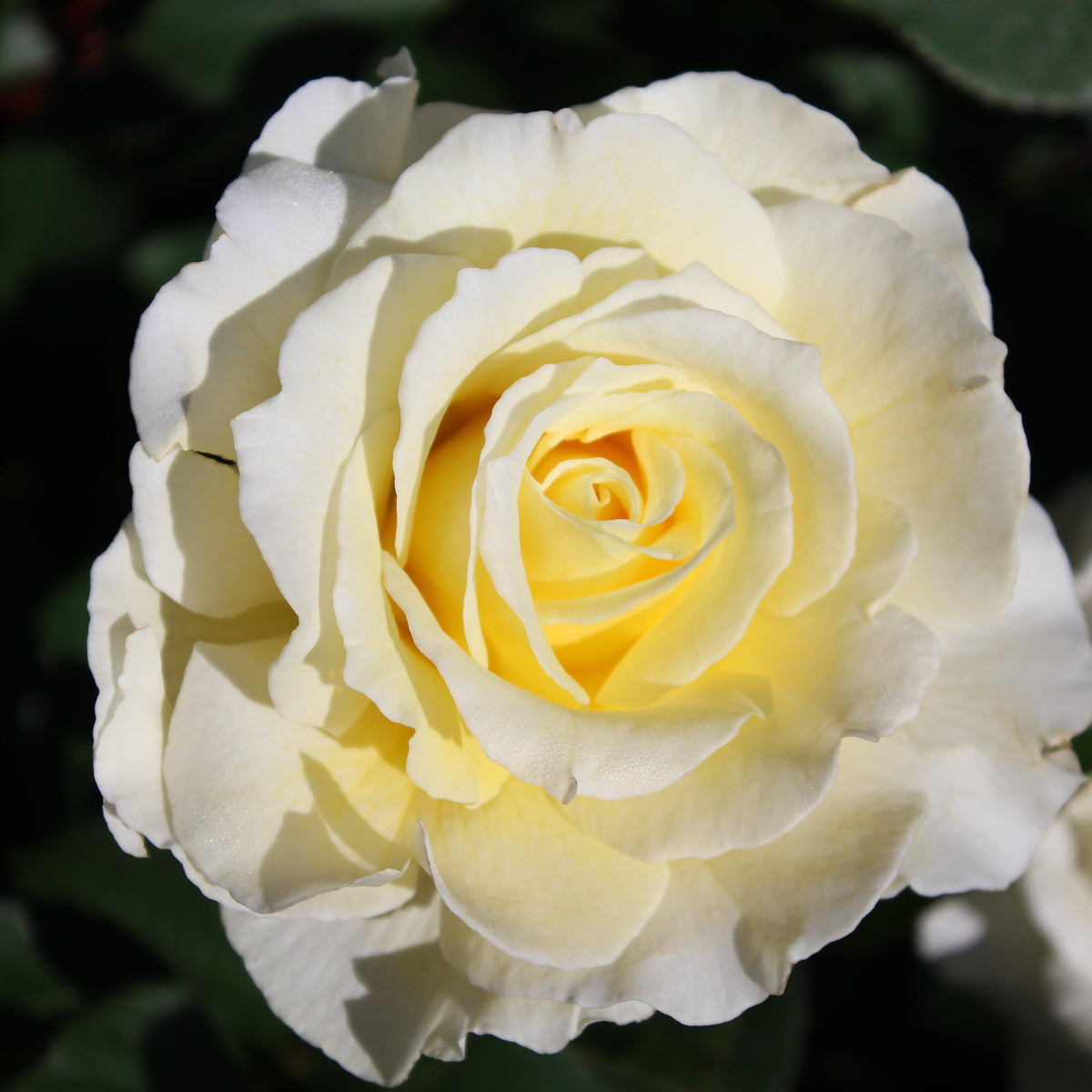Rosa flor. 'White Licorice' (creamy yellow)