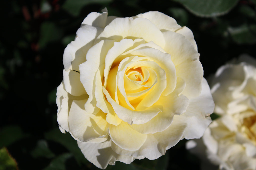 Rosa flor. 'White Licorice' (creamy yellow)