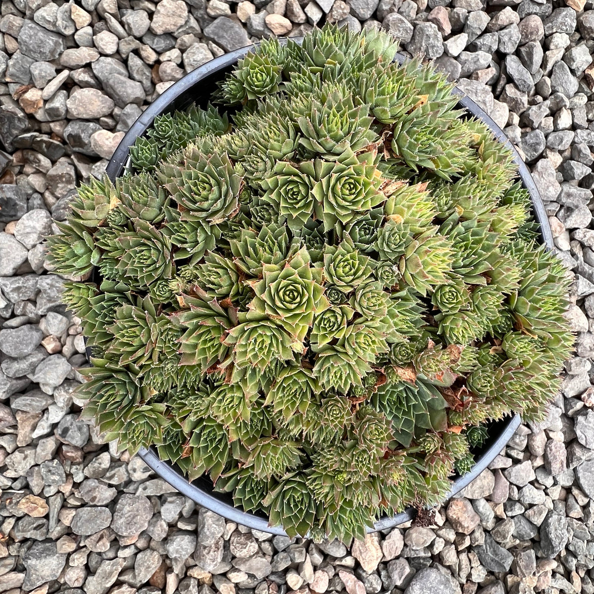 Sempervivum 'Kalinda'