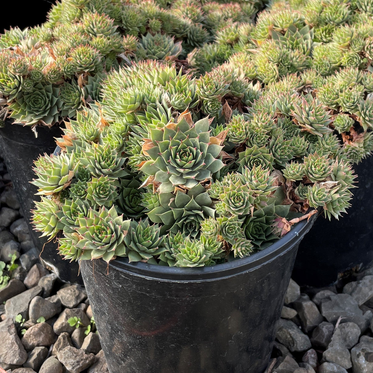 Sempervivum 'Saturn'