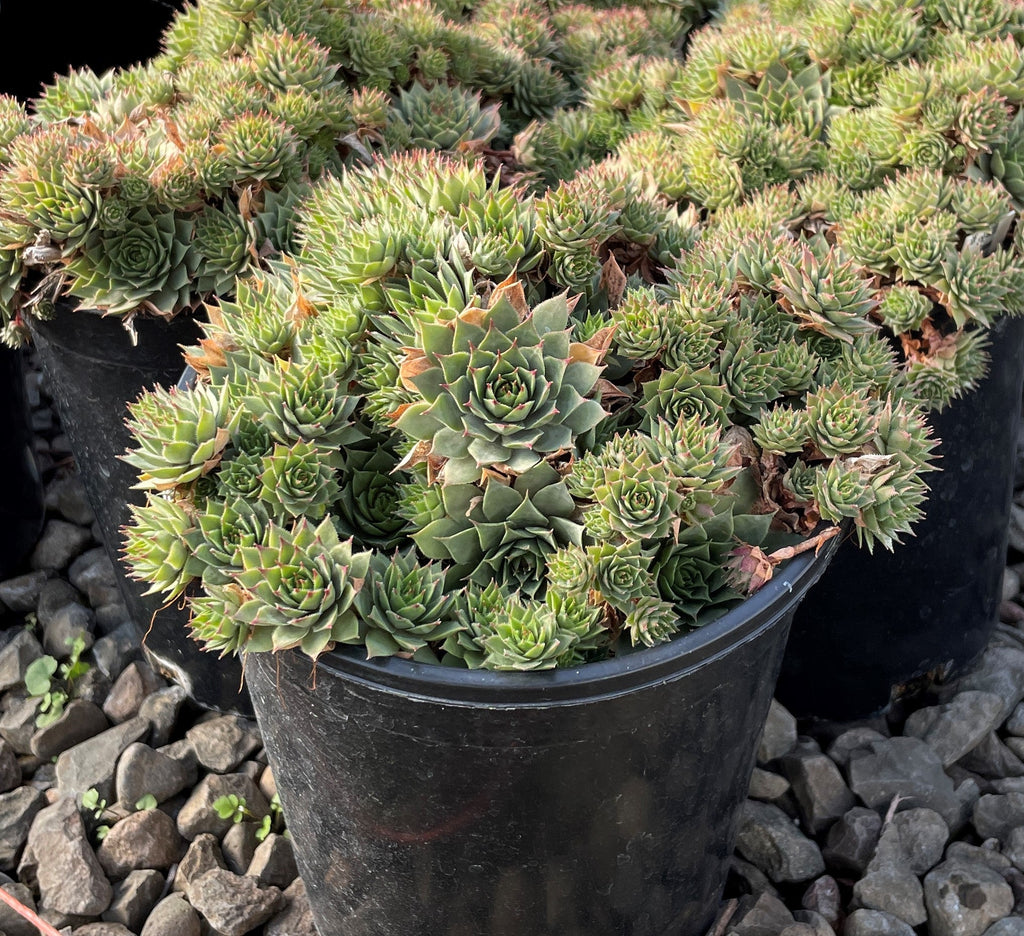 Sempervivum 'Saturn'