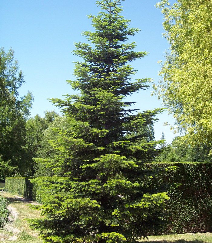 Abies nordmanniana (CG)